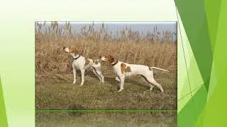 U šumici zeko