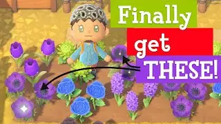 FASTEST way to get Purple Pansies and Windflowers in ACNH