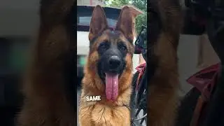 He puts braces on his puppies ears and the results are insane 😮