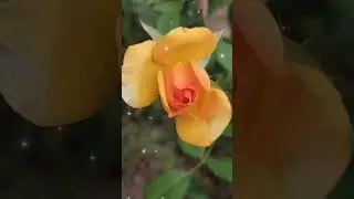 Красота уходящего лета! Волшебство нашей жизни!