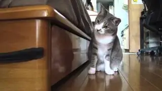 Кошка охотится в квартире! Cat hunts on a feather