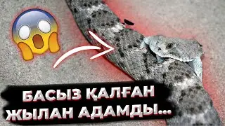 ТЕЗ КӨРІҢІЗ! ӨЗІНІҢ ӨЛІМІНЕН КЕЙІНДЕ ҚАУІПТІ ЖАНУАРЛАР