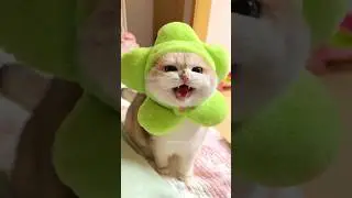 Cat videos cute cats kittens 😻💞