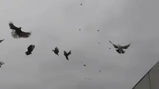 Николаевские голуби. г.Терновка 113.Полигон.
