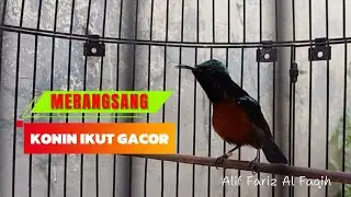 Langsung Bongkar Isian , Materi Tembakan Konin untuk pancingan dan masteran .