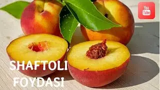 Shaftoli va uning foydasi