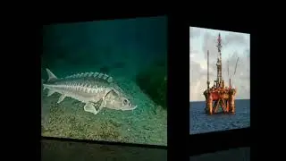 Көпжасар Аяжан 10 сынып оқушысы 