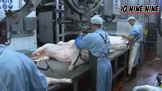 Incredible Modern Automatic Poultry & Pork Processing Line M