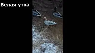 Белая утка
