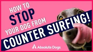 How To Stop Your Dog Counter Surfing