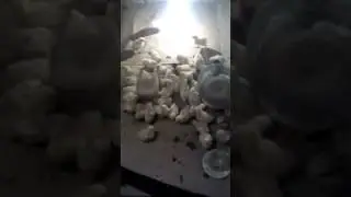 Бройлеры росс и несушки