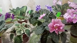 Моим фиалкам коронавирус не страшен ! Обзор стеллажа с фиалками