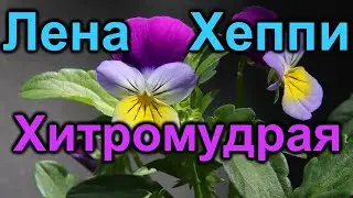 Лена Хеппи. Хитромудрая