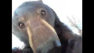 Bear accidentally starts recording himself on a GoPro and it's Hilarious!
