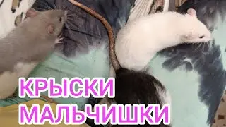 ВЫГУЛ+ Рассказ.Гулять то нужно.Крыски мальчики.