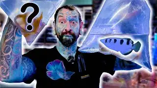 UNBOXING SUPER WEIRD TROPICAL AQUARIUM FISH! Pauls Aquariums
