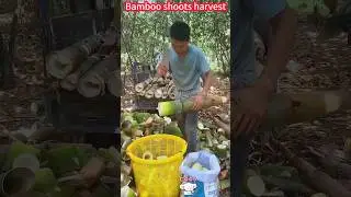 Quick harvest bamboo shoots secret: a good, fresh and delicious hand。 竹筍快速收成秘技：一削即好，鮮嫩美味馬上到手