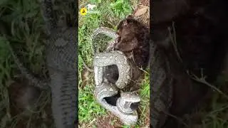 Deadly Snake Coil #shorts