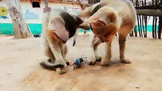 Cats VS Insects || cats play with insects 🦂🪳🦗 #cat #insects #wildlife