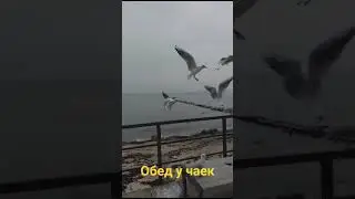 обед по расписанию у чаек