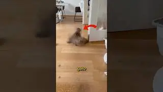 This is a CAT!! 