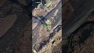 кавун талісман