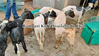 Rampuri Sheep's Available In Hyd Contact:-9603878121