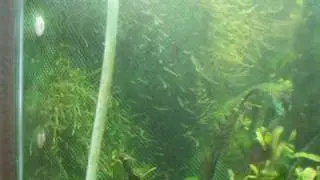 Step By Step DIY Java Moss Wall Update (63 Days Later)