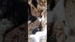 Муравьиные фермы, аквариум