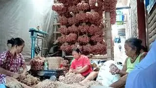 Ini saya kerja di bawang merah bapak Karjo