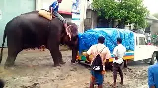 Удивительные случаи со слонами, снятые на камеру ...