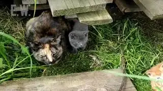 Kätzchen Kitten
