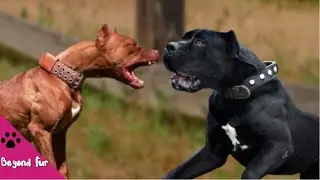 Is Cane Corso More Aggressive than a Pitbull?