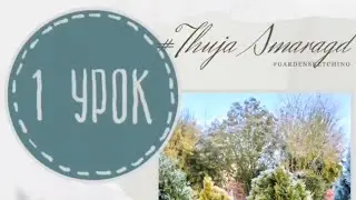 Урок 1. Рисуем тую смарагд. Серия: Шпаргалка по хвойным. Садовый скетчинг.