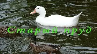 Cтарый пруд