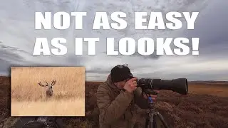 Room to Improve my Photography - Capturing a Stag on White Edge