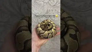 Королевский питон 🐍👑