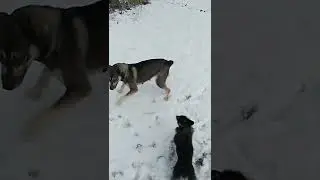 Радость первого снега.