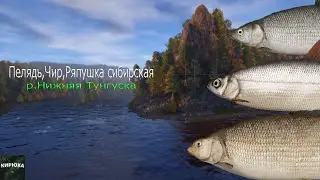 Русская Рыбалка 4 ► Пелядь,чир,ряпушка сибирская - р.Нижняя Тунгуска