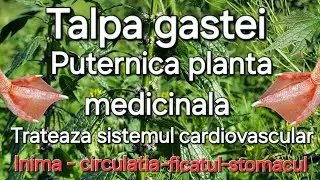 Talpa Gastei - Puternica planta medicinala ce regleaza intregul sistem cardiovascular
