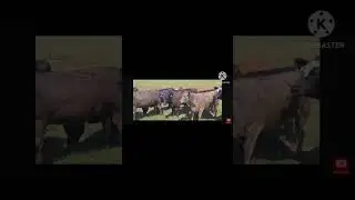 cow videos 😍 beautiful scenery 👌 😍 #dance #nature #comedy #cow #viralvideo #youtubeshorts #cowfarm