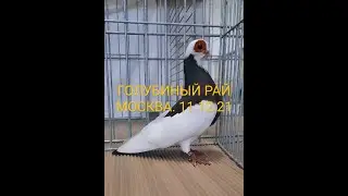 ГОЛУБИНЫЙ РАЙ. МОСКВА. 11.12.21