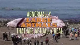 The biggest animals in the world !!!
