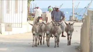 LAMU donkey ride