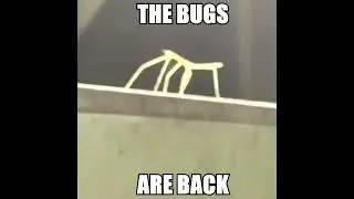 THE BUGS ARE BACK