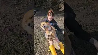 Finnegan fox wants to meet you!