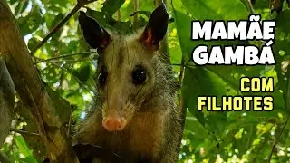 ENCONTREI UMA MAMÃE GAMBÁ COM FILHOTES