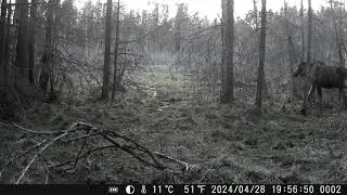 20240428 Лось идет к болоту