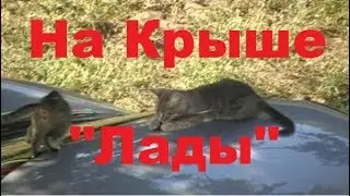 На крыше 