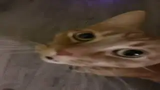 silly cat